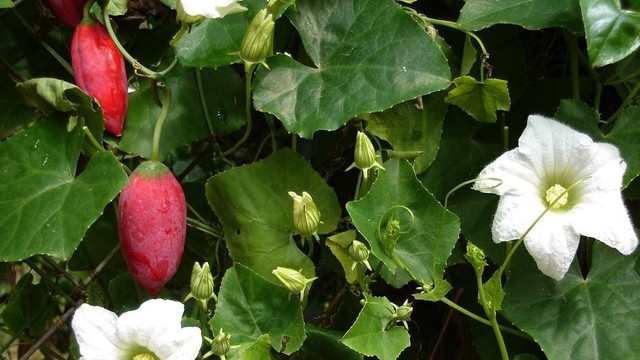 bai-viet/binh-bat-day-va-nhung-cong-dung-tuyet-voi.html