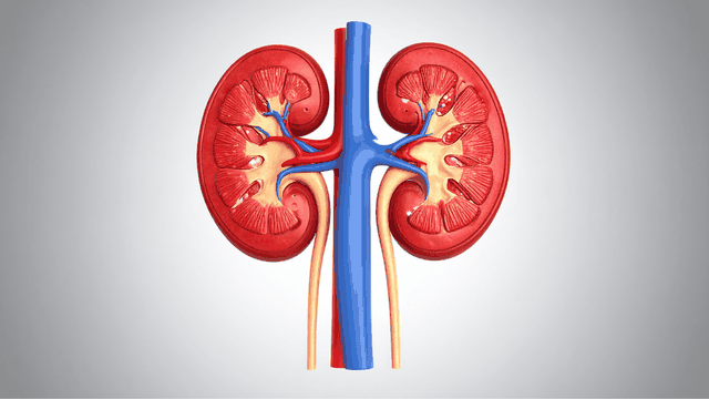 bai-viet/bo-phan-nao-trong-co-the-giup-loc-mau-cau-tao-cua-than-va-co-che-than-loc-mau.html