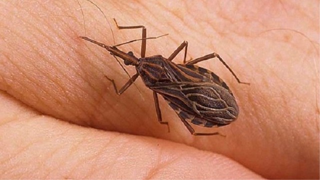 bai-viet/bo-xit-hut-mau-nguoi-co-nguy-hiem-khong.html