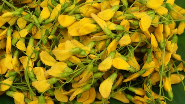 bai-viet/bong-dien-dien-dinh-duong-va-tac-dung-voi-suc-khoe.html