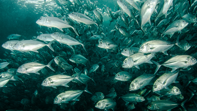 bai-viet/ca-be-co-gia-tri-dinh-duong-va-loi-ich-suc-khoe-nhu-the-nao.html