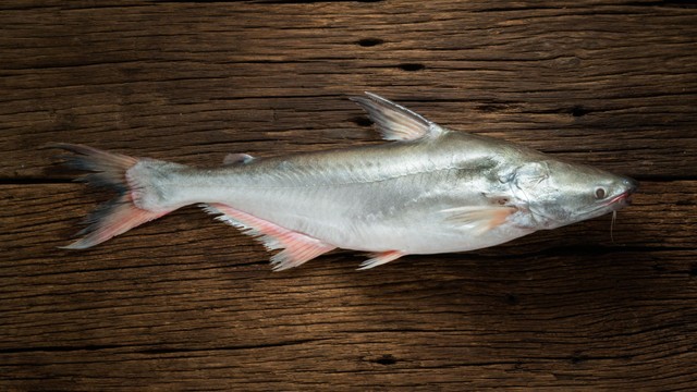 bai-viet/ca-bong-lau-gia-tri-dinh-duong-va-loi-ich-suc-khoe-tu-loai-ca-nuoc-ngot-duoc-ua-chuong.html