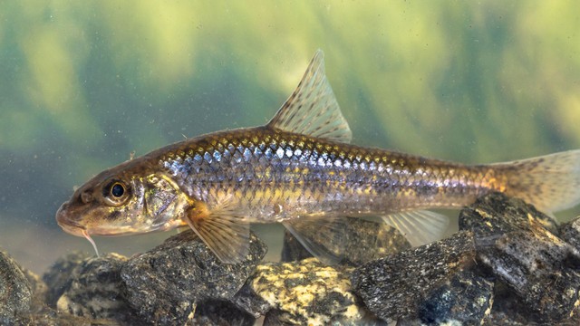 bai-viet/ca-coc-la-gi-gia-tri-dinh-duong-va-loi-ich-suc-khoe-it-ai-biet.html