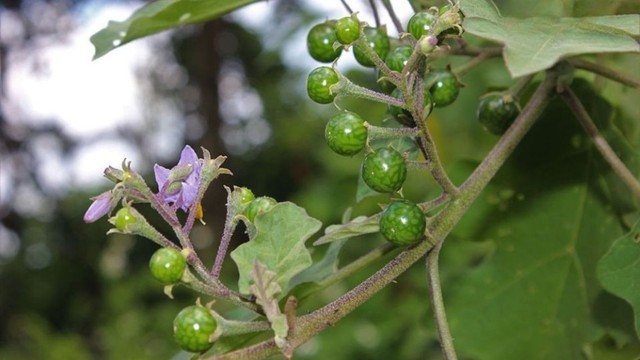 bai-viet/ca-dang-loai-qua-dan-da-mang-den-loi-ich-suc-khoe-bat-ngo.html