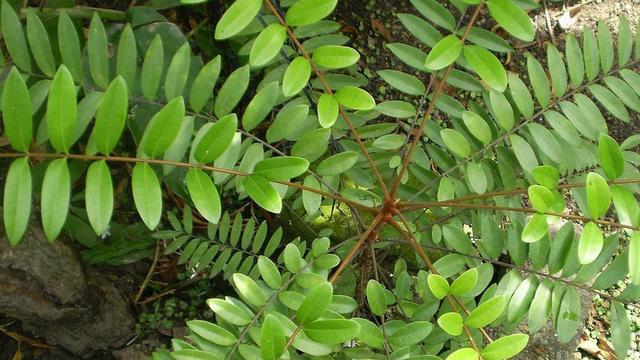 bai-viet/ca-gai-leo-va-mat-nhan-cong-dung-dac-diem-va-nhung-luu-y-khi-su-dung.html