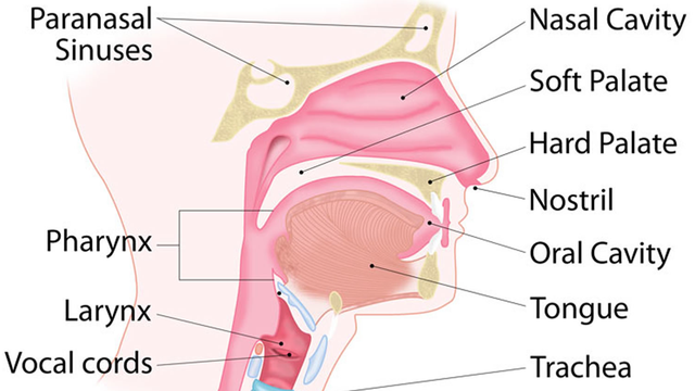 bai-viet/cac-benh-ly-nao-thuong-xay-ra-o-duong-ho-hap-tren.html