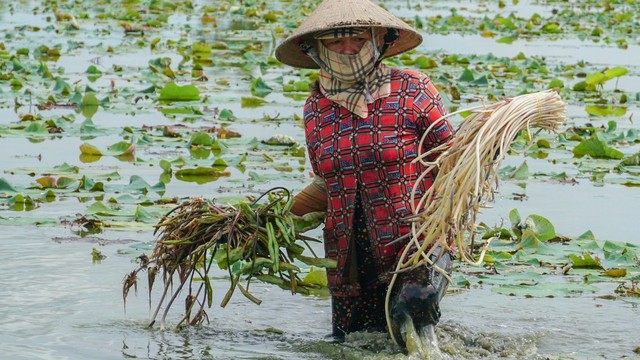 Các bộ phận của cây sen: Dinh dưỡng và lợi ích sức khỏe ít người biết