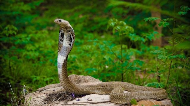 bai-viet/cac-loai-ran-doc-nhat-the-gioi-va-cach-so-cuu-khan-cap-khi-bi-can.html