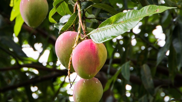 bai-viet/cac-mon-an-tu-la-xoai-non.html