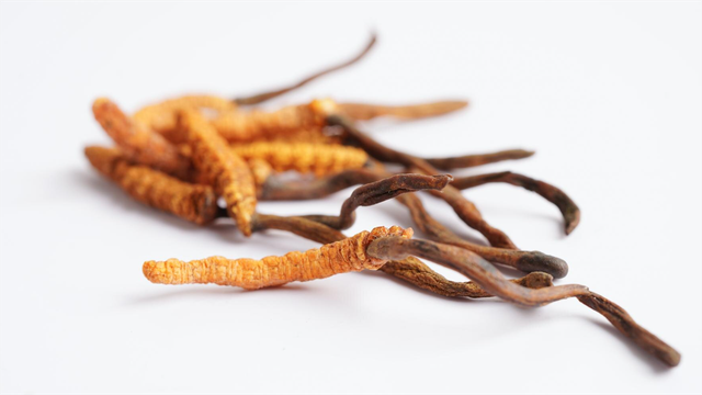 bai-viet/cach-bao-quan-dong-trung-ha-thao-dung-theo-tung-dang-tuoi-kho-che-pham.html