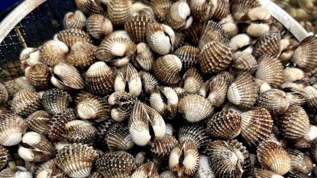 Cách bảo quản sò huyết tươi lâu, không tanh và giữ nguyên độ ngọt