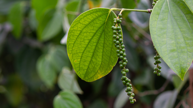 bai-viet/cach-bao-quan-tieu-xanh-tuoi-lau-va-giu-mui-thom-tu-nhien.html