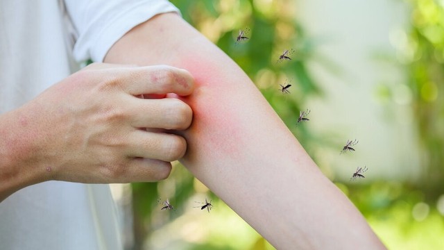 bai-viet/cach-dieu-tri-benh-sot-xuat-huyet-o-nguoi-lon.html