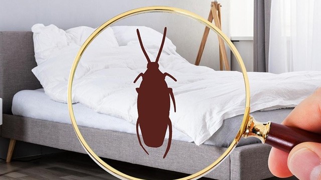 bai-viet/cach-duoi-gian-trong-phong-ngu.html