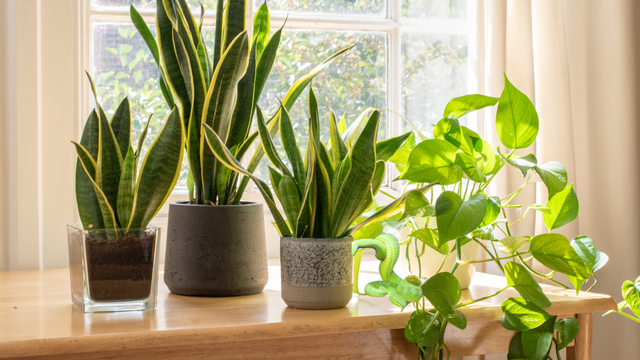 bai-viet/cach-duoi-ran-ra-khoi-nha-an-toan-khong-lam-hai-nguoi-va-vat-nuoi.html