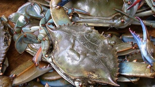 bai-viet/cach-nau-bot-cua-bien-cho-be-an-dam-sieu-ngon-va-bo-duong-63137.html