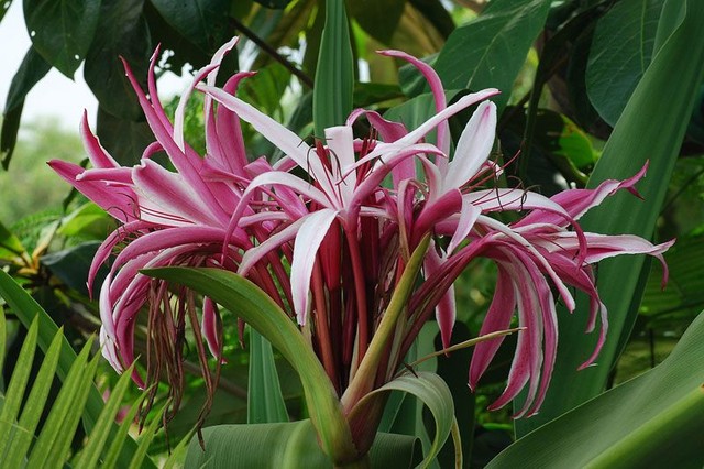 bai-viet/cach-nau-la-trinh-nu-hoang-cung-tuoi-de-chua-benh-49582.html