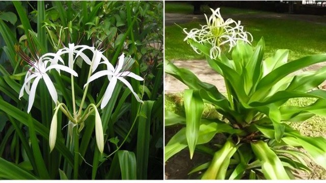 bai-viet/cach-phan-biet-cay-dai-tuong-quan-va-cay-trinh-nu-hoang-cung.html