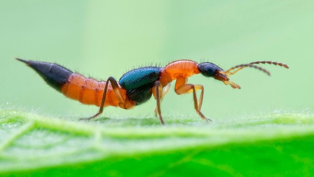 bai-viet/cach-phong-tranh-kien-ba-khoang-don-gian-ma-hieu-qua.html