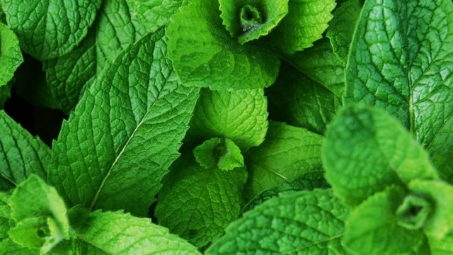 bai-viet/cach-su-dung-la-hung-chanh-giam-sot-don-gian.html