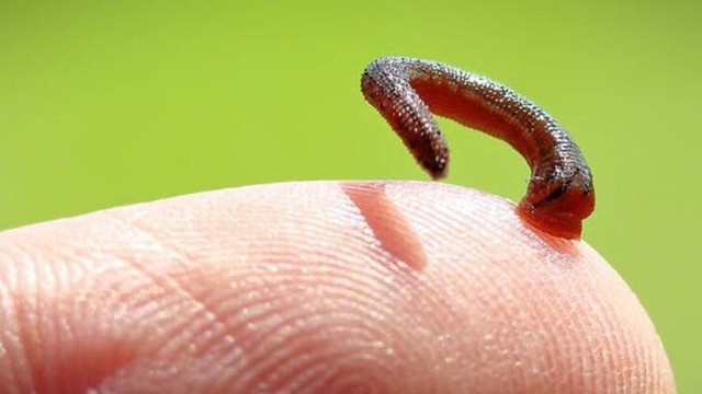 bai-viet/cach-xu-tri-khi-bi-con-vat-hut-mau.html