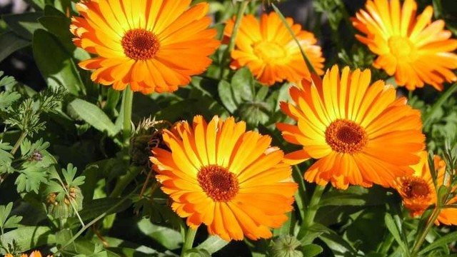 bai-viet/hoa-cuc-calendula-co-tac-dung-gi-voi-suc-khoe-va-lam-dep.html