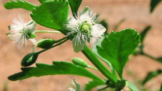 bai-viet/cam-thao-dat-co-tac-dung-gi-trong-dieu-tri-benh-62962.html