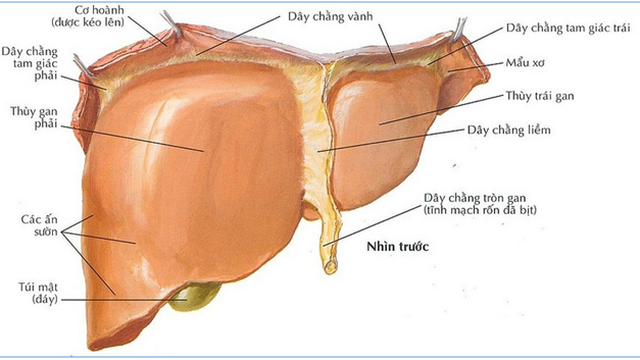 bai-viet/cau-tao-cua-gan-nhu-the-nao-nhung-dieu-can-biet-ve-gan.html