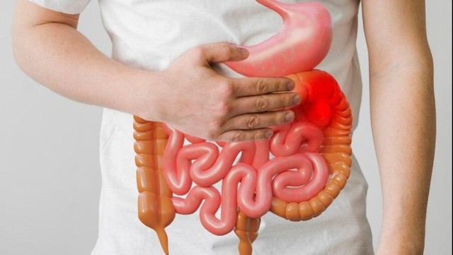 bai-viet/cau-tao-giai-phau-ruot-non.html