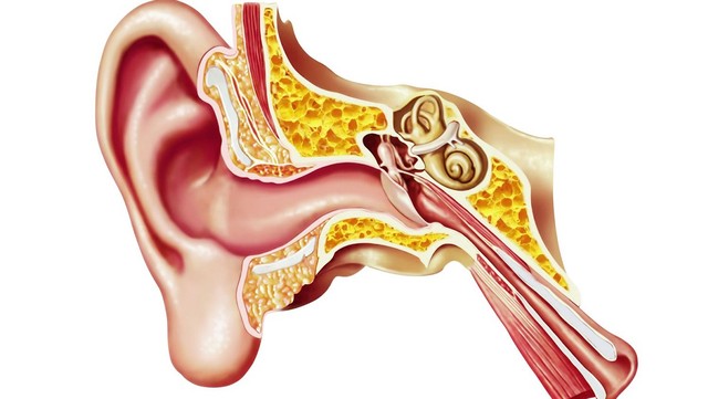 bai-viet/cau-truc-giai-phau-tai-nguoi-chuc-nang-va-cac-van-de-thuong-gap.html