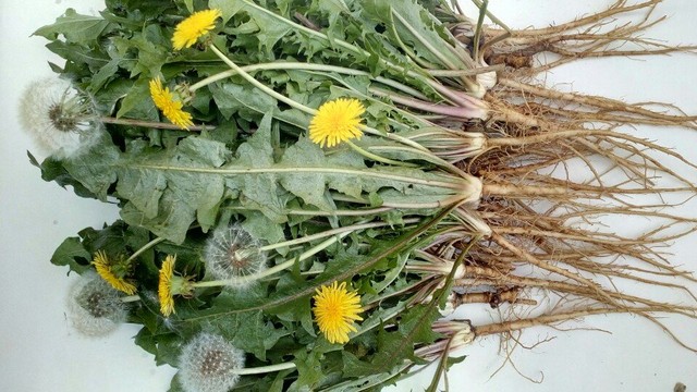 bai-viet/cay-bo-cong-anh-co-may-loai-va-cach-phan-biet-tung-loai-58763.html