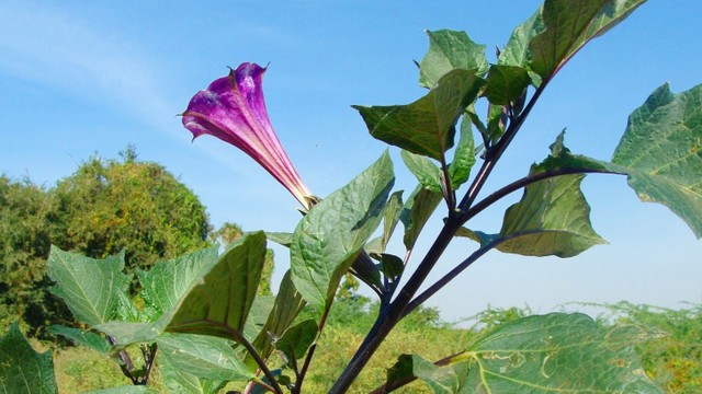 bai-viet/cay-ca-doc-duoc-co-doc-khong.html