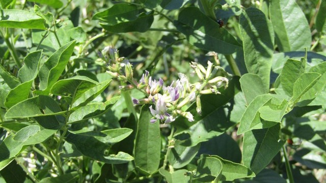 bai-viet/cay-cam-thao-bac-tac-dung-va-luu-y-can-biet-72889.html