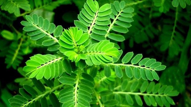 bai-viet/cay-cho-de-chua-viem-gan-b-co-hieu-qua-khong.html