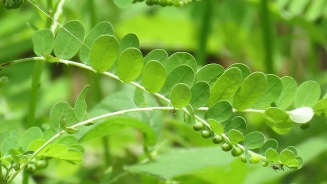 bai-viet/cay-cho-de-rang-cua-thao-duoc-quy-mang-den-nhieu-cong-dung.html