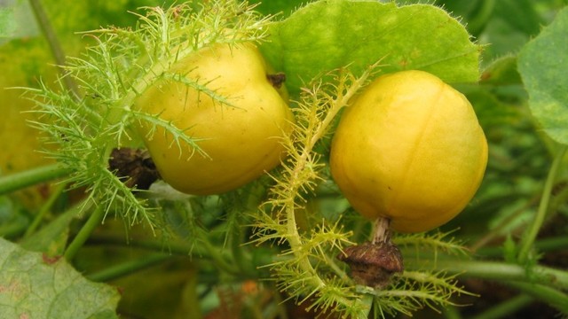 bai-viet/cay-chum-bao-uong-nhieu-co-tot-khong.html