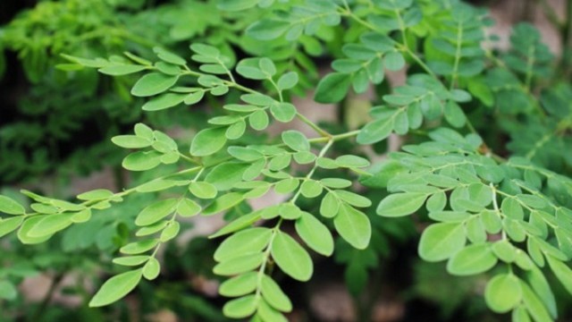 bai-viet/cay-chum-ngay-ngam-ruou-co-tac-dung-gi-mot-so-luu-y-khi-su-dung.html