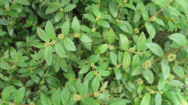 bai-viet/cay-co-sua-tri-xuong-khop-duoc-khong-cay-co-sua-co-tac-dung-gi.html