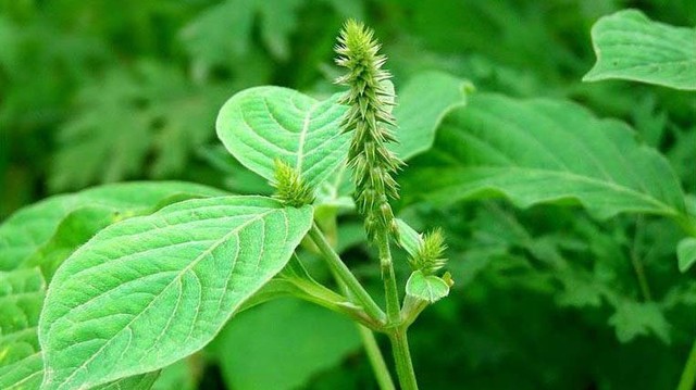 bai-viet/cay-co-xuoc-chua-soi-than-co-tot-khong-doi-tuong-nao-co-the-su-dung.html