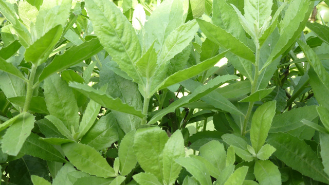 Cây đại bi: Vị thuốc quý với nhiều công dụng chữa bệnh dân gian