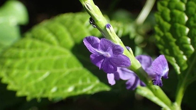 bai-viet/cay-duoi-chuot-tri-benh-gi-cong-dung-chua-tri-hieu-qua-tu-loai-duoc-lieu-chau-my-64392.html