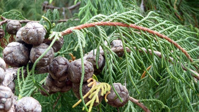 bai-viet/cay-hoang-dan-la-gi-co-cong-dung-chua-benh-nhu-the-nao-69581.html