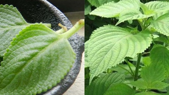 bai-viet/cay-hung-chanh-va-kinh-gioi-co-tot-cho-suc-khoe.html