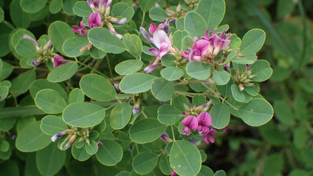 bai-viet/cay-kim-tien-thao-co-may-loai-loi-ich-va-tac-hai-cua-kim-tien-thao.html