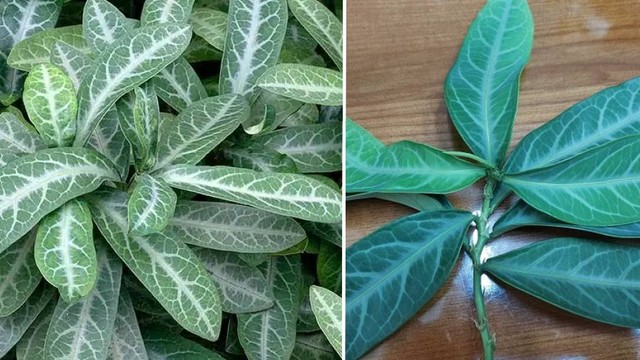 bai-viet/cay-luoi-nhan-va-nhung-cong-dung-quy-cho-suc-khoe-con-nguoi.html