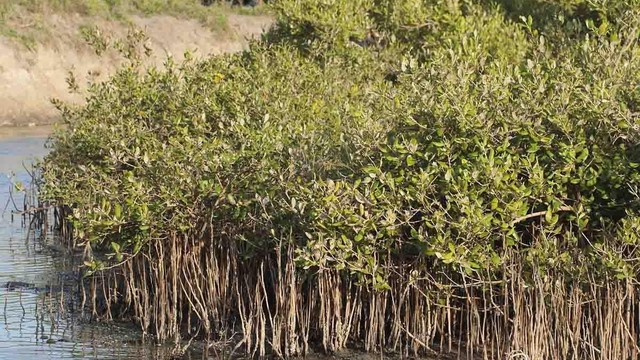 Cây Mắm: Dược liệu quý và những công dụng cho sức khỏe