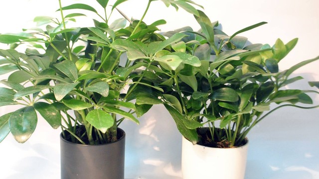 bai-viet/cay-ngu-gia-bi-duoi-muoi-la-nho-dau-cach-su-dung-hieu-qua.html