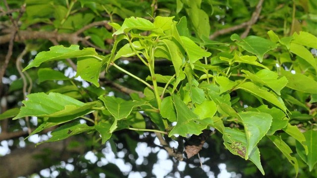 Cây nhội: Đặc điểm, công dụng và những bài thuốc hữu ích