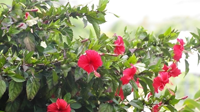 bai-viet/cay-dam-but-co-doc-khong-cong-dung-chua-benh-cua-cay-dam-but.html