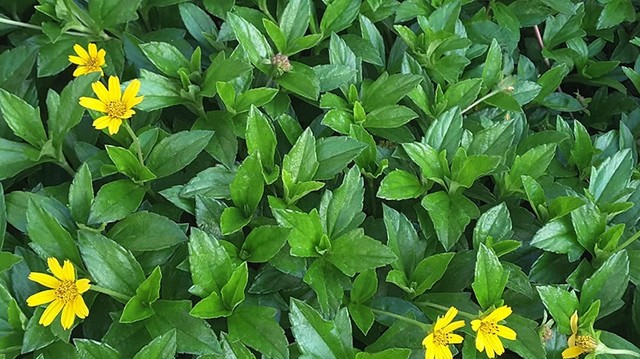 bai-viet/cay-sai-dat-chua-viem-da-co-dia-co-tot-khong-cach-thuc-hien-ra-sao-58716.html